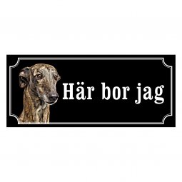 Galgo espanol - gammaldags stil
