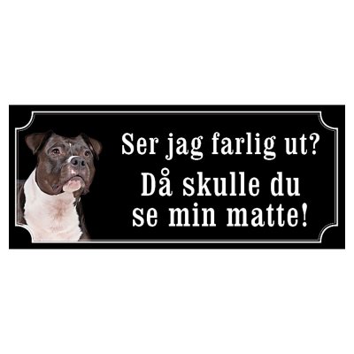 Amstaff / pitbull rödsvart/vit "gammaldags stil"