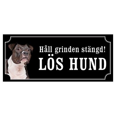 Amstaff / pitbull rödsvart/vit "gammaldags stil"