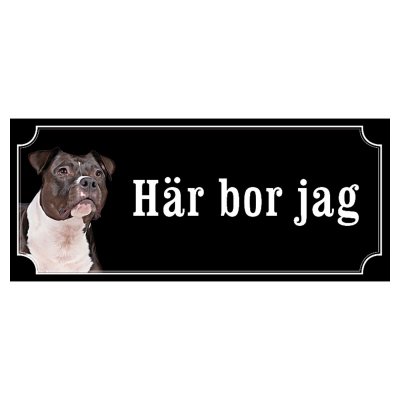 Amstaff / pitbull rödsvart/vit "gammaldags stil"