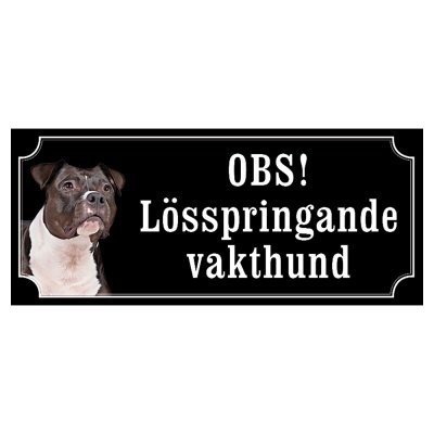 Amstaff / pitbull rödsvart/vit "gammaldags stil"