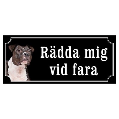 Amstaff / pitbull rödsvart/vit "gammaldags stil"