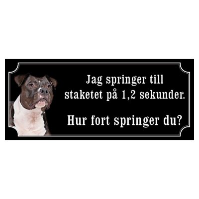Amstaff / pitbull rödsvart/vit "gammaldags stil"