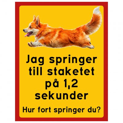 Welsh Corgi här vaktar jag hund springer snabbt staket sekunder
