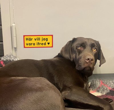 skylt klistermärke hund vill vara ifred rör mig inte