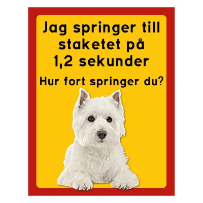 West highland white terrier - stående