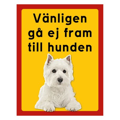 West highland white terrier - stående