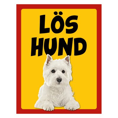 West highland white terrier - stående