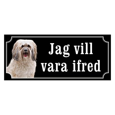 Shih tzu vit långhårig "gammaldags stil"