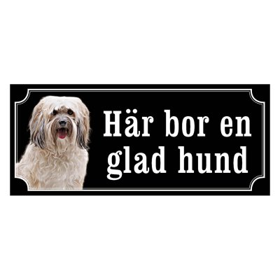 Shih tzu vit långhårig "gammaldags stil"