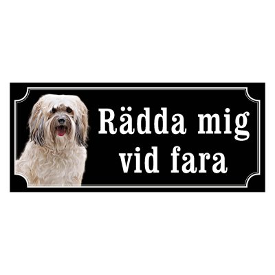 Shih tzu vit långhårig "gammaldags stil"