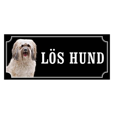 Shih tzu vit långhårig "gammaldags stil"