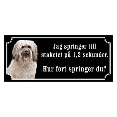 Shih tzu vit långhårig "gammaldags stil"