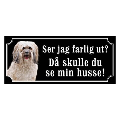 Shih tzu vit långhårig "gammaldags stil"