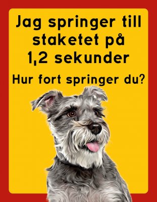 Dvärgschnauzer hundskyltar - stående