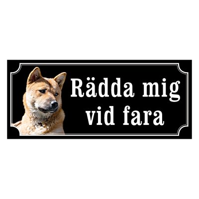 Korea jindo dog - gammaldags stil