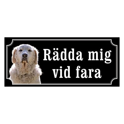 Kuvasz - gammeldags stil