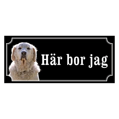 Kuvasz - gammeldags stil