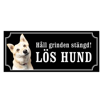 Norsk buhund - gammeldags stil