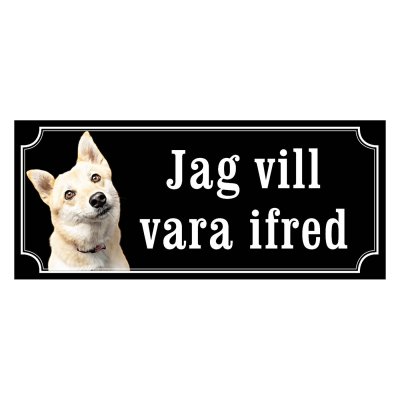 Norsk buhund - gammeldags stil