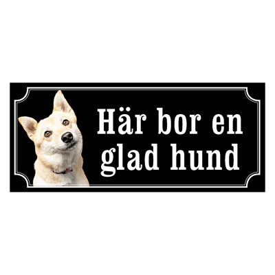 Norsk buhund - gammeldags stil