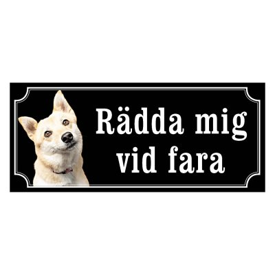 Norsk buhund - gammeldags stil