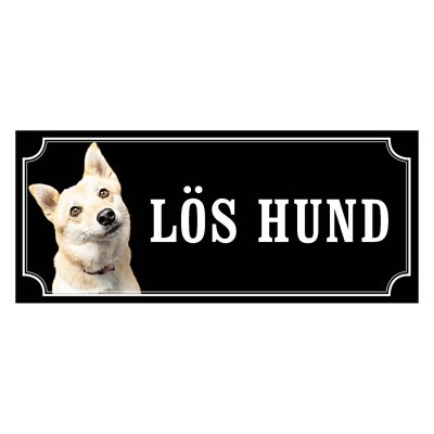 Norsk buhund - gammeldags stil