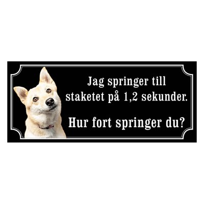 Norsk buhund - gammeldags stil