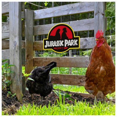 Rolig dekal med höna skylt till hönshuset roliga hönsskyltar jurassic park med höns hen garden funny