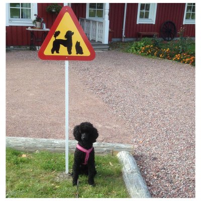 varningsskylt med hund pudel katt