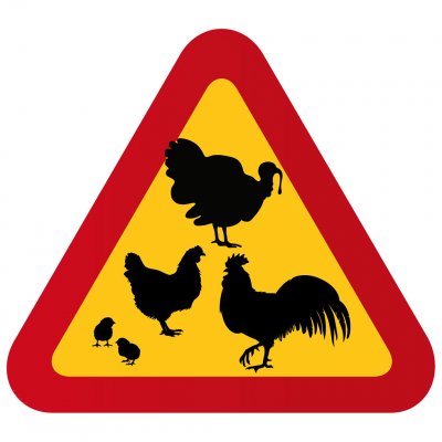 Kalkon Höna Tupp gårdens djur kycklingar