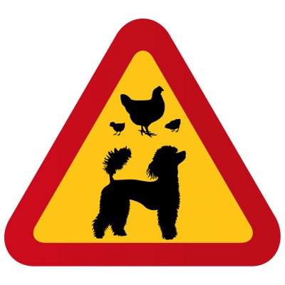 pudel höna kycklingar varningstriangel