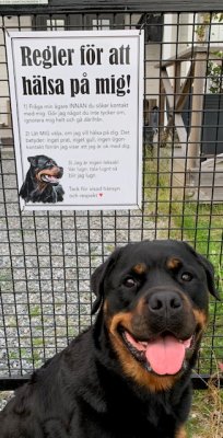 Skylt Regler för att hälsa på mig - Rottweiler